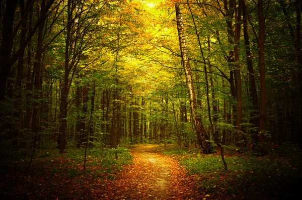 depositphotos 99642762 stock photo the green forest