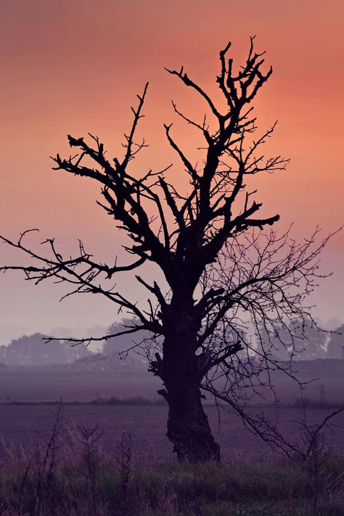 tree 2952665 1280